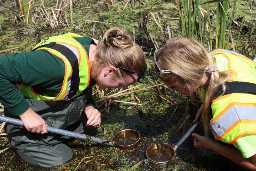 Two female researchers are in muddy water with small nets to conduct mosquito larva counts.